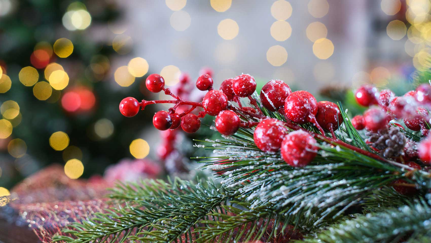 Holly on a table in front of a Christmas Tree